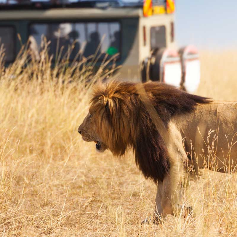 Serengeti – the endless land